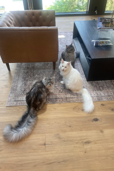 Кіт Пагслі став рекордсменом Книги Гіннесса завдяки своєму хвосту (фото)