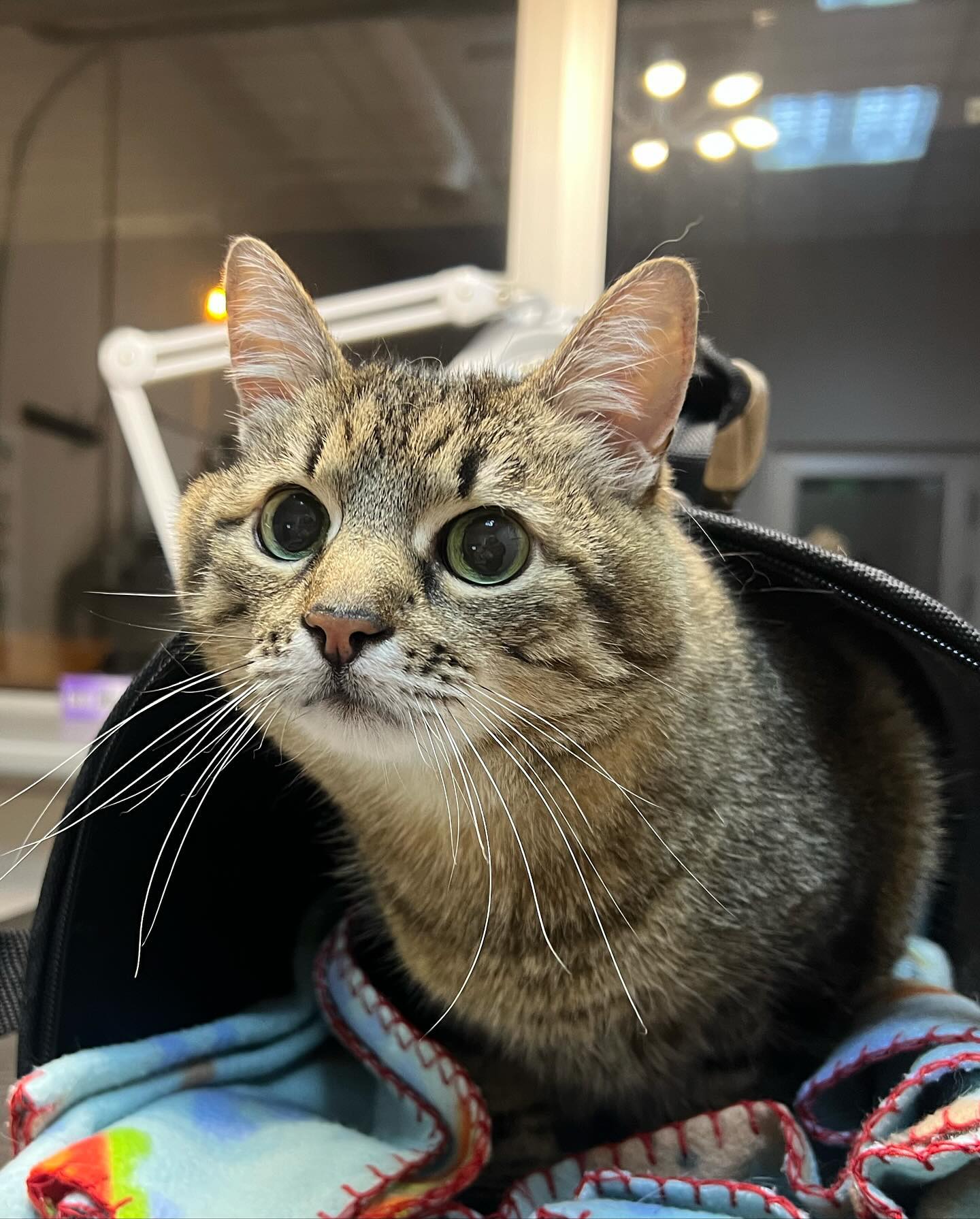 "Через стрес": кіт Степан потрапив до лікарні після масованого обстрілу Харкова