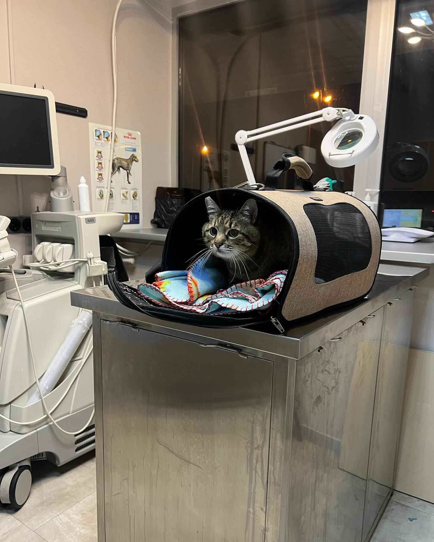 "Через стрес": кіт Степан потрапив до лікарні після масованого обстрілу Харкова