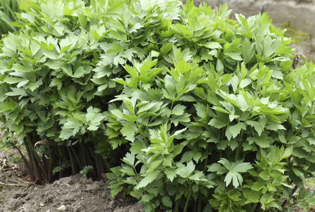 Маковея 2022: как правильно собрать букет-оберег, чтобы защитить дом на целый год