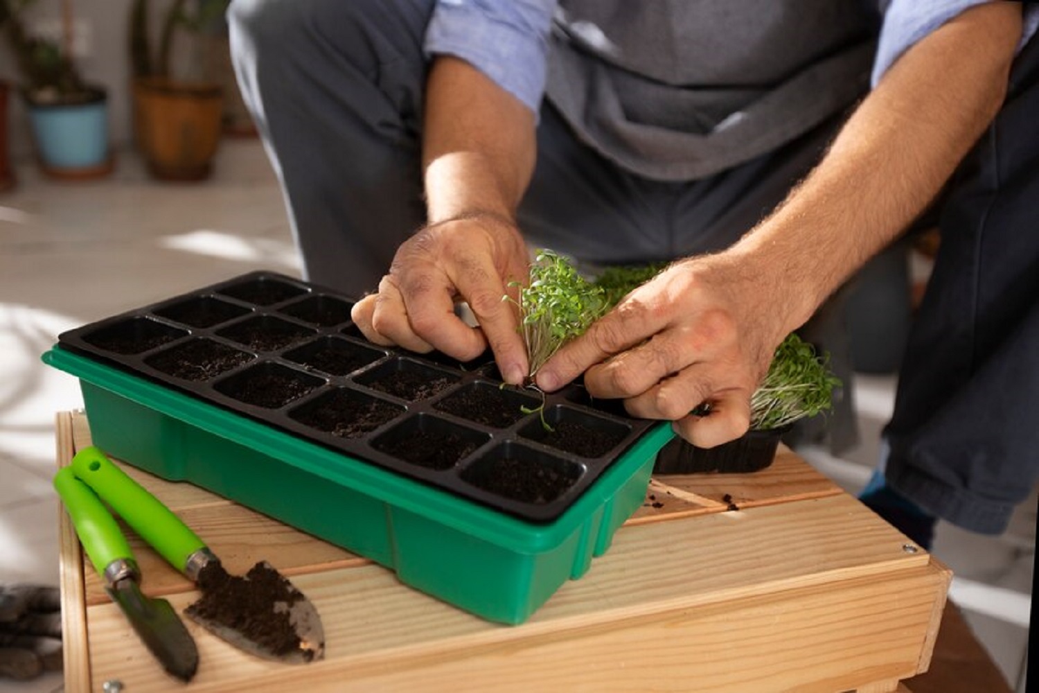 Вирощуємо розсаду правильно: якими мають бути ґрунт, температура та освітлення