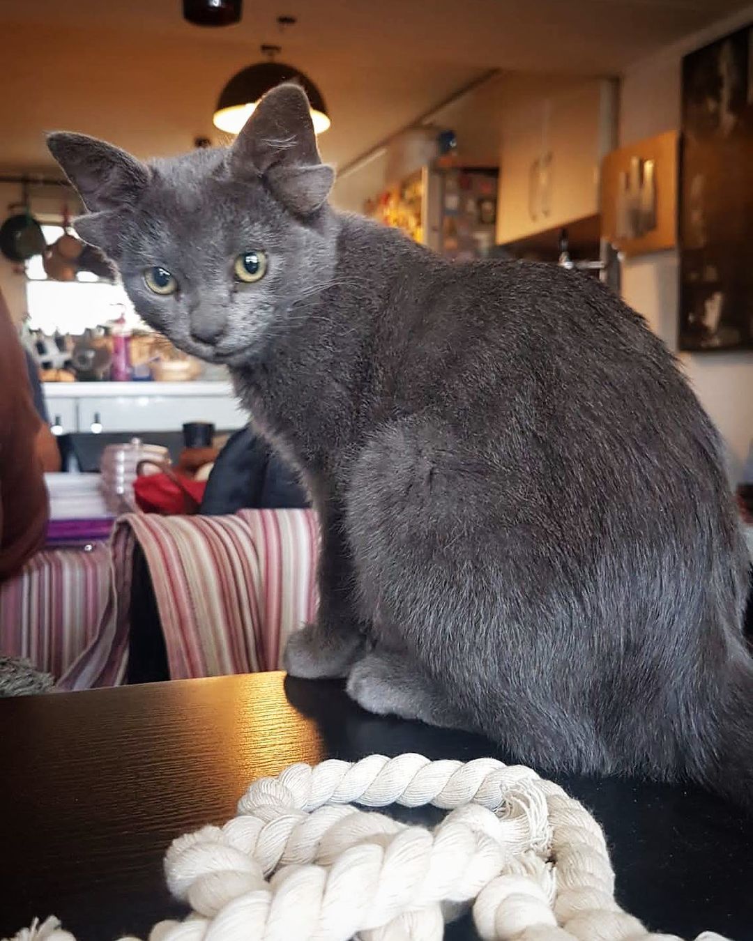 Люди врятували кошеня з чотирма вухами і тепер пухнастик - зірка мережі (багато зворушливих фото)