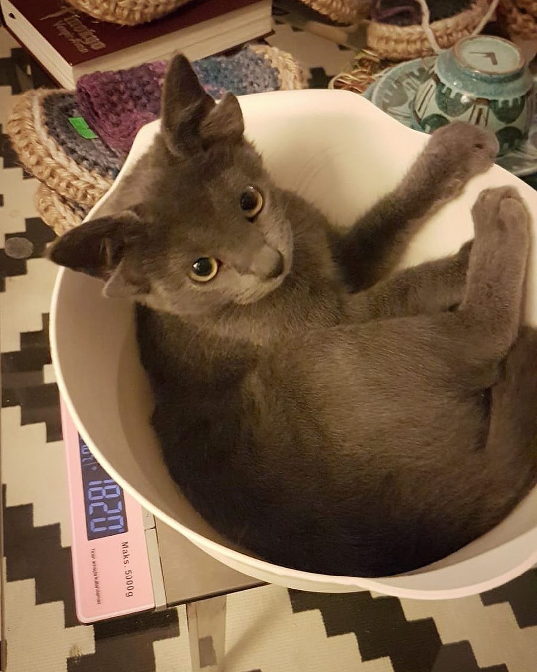 Люди врятували кошеня з чотирма вухами і тепер пухнастик - зірка мережі (багато зворушливих фото)