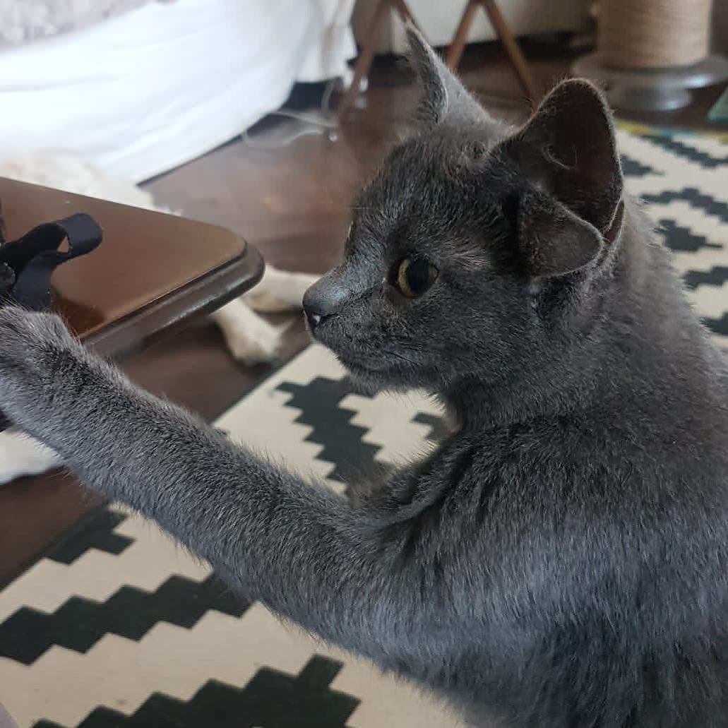 Люди врятували кошеня з чотирма вухами і тепер пухнастик - зірка мережі (багато зворушливих фото)