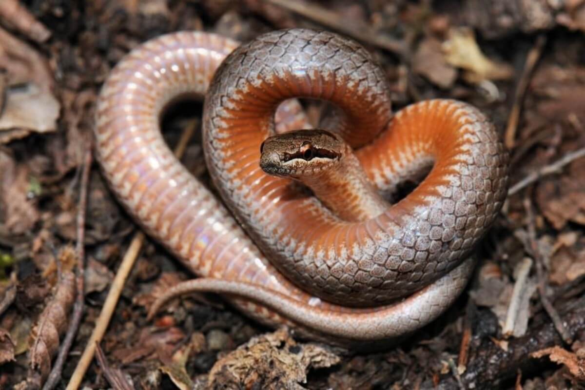 В Украине активизировались змеи: как не стать жертвой укусов