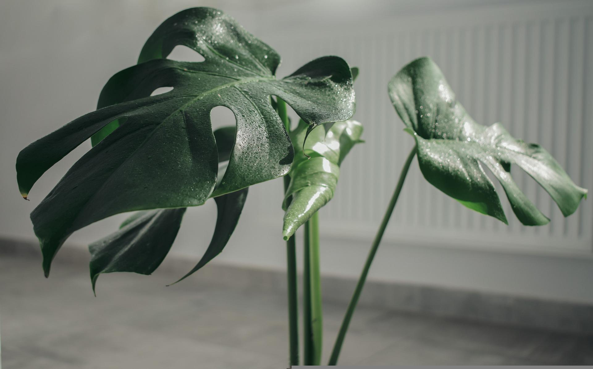 Ці 9 популярних кімнатних рослин небезпечні для котів: список і фото