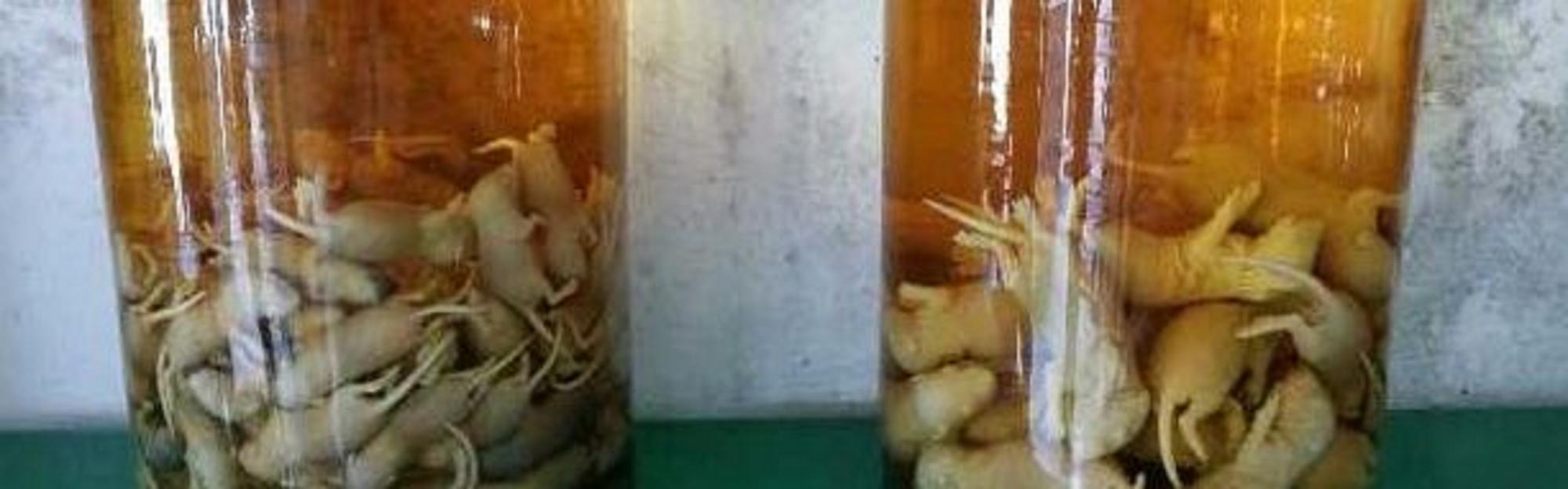 7 найдивніших алкогольних напоїв, які схожі на хворі фантазії, але реально існують