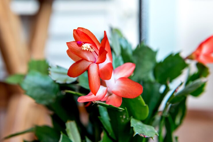 Никогда не ставьте эти растения на подоконник: через несколько дней они погибнут