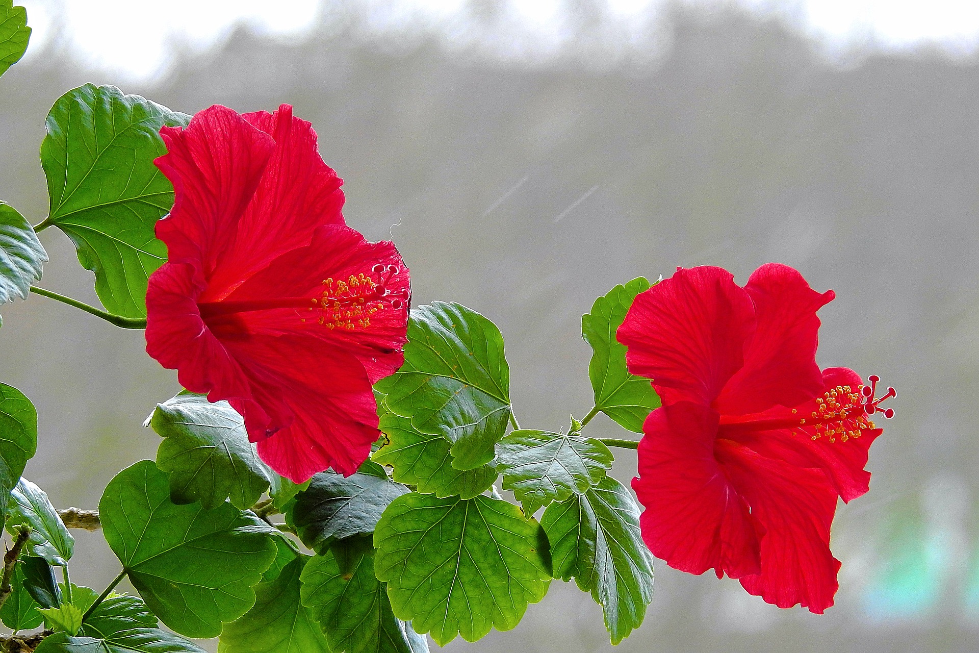 Эти комнатные цветы принесут любовь и семейное счастье в ваш дом