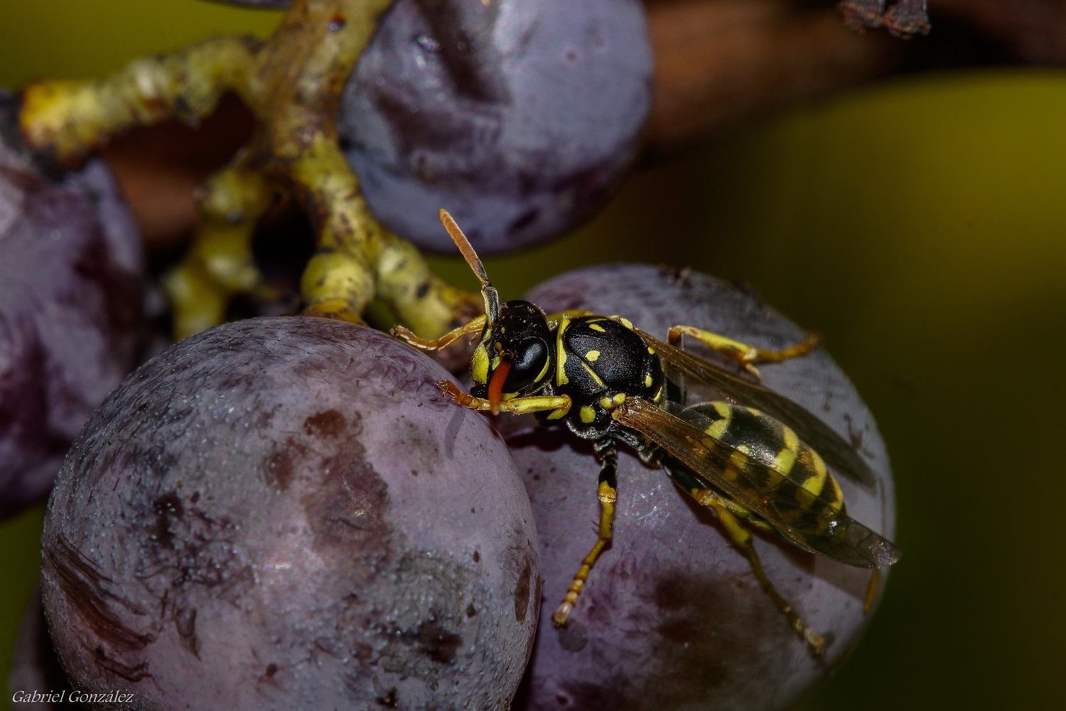 Какая еда больше всего привлекает ос и шершней