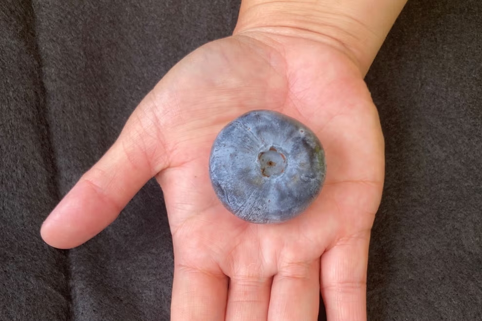 Фермери виростили найбільшу лохину в історії: як виглядає ягода-рекордсменка