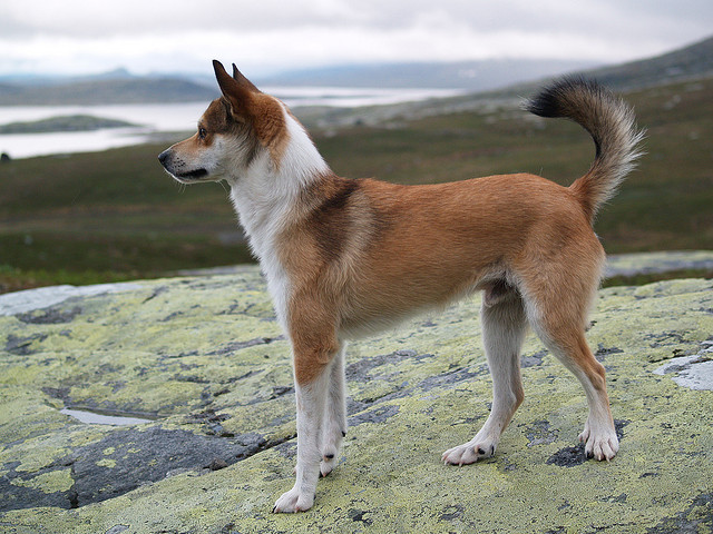 10 найрідкісніших порід собак у світі: навіть не всі кінологи знають про такі