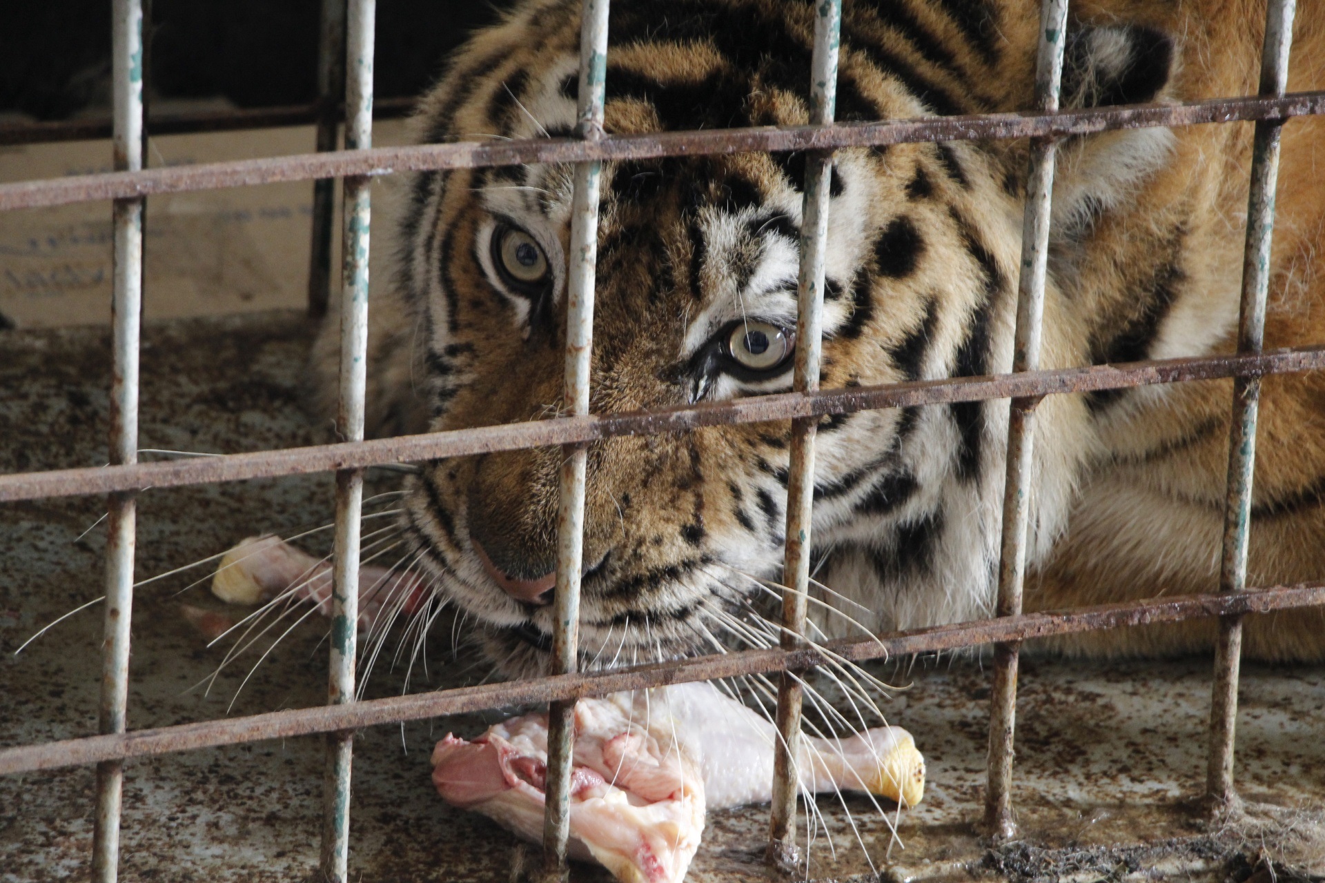 Чудом остались в живых. Животным из экопарка Фельдмана нашли приют в разных уголках Украины