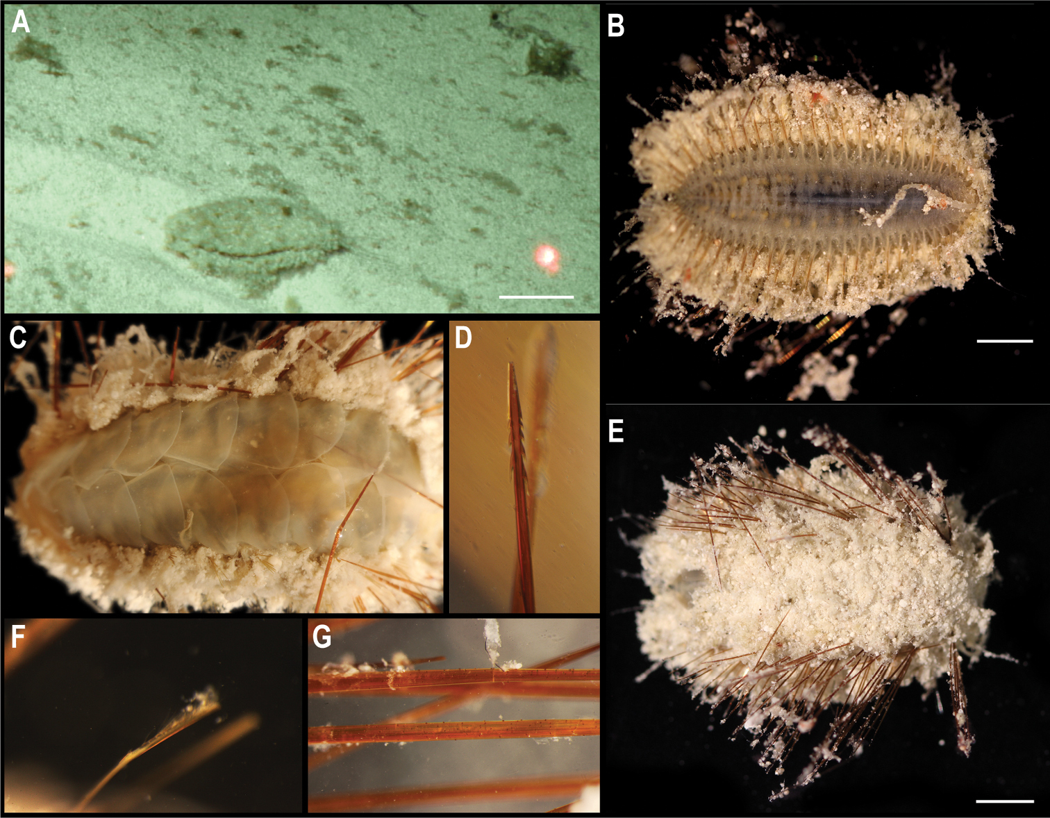 На дне Тихого океана нашли почти 40 новых видов животных: как они выглядят (фото)