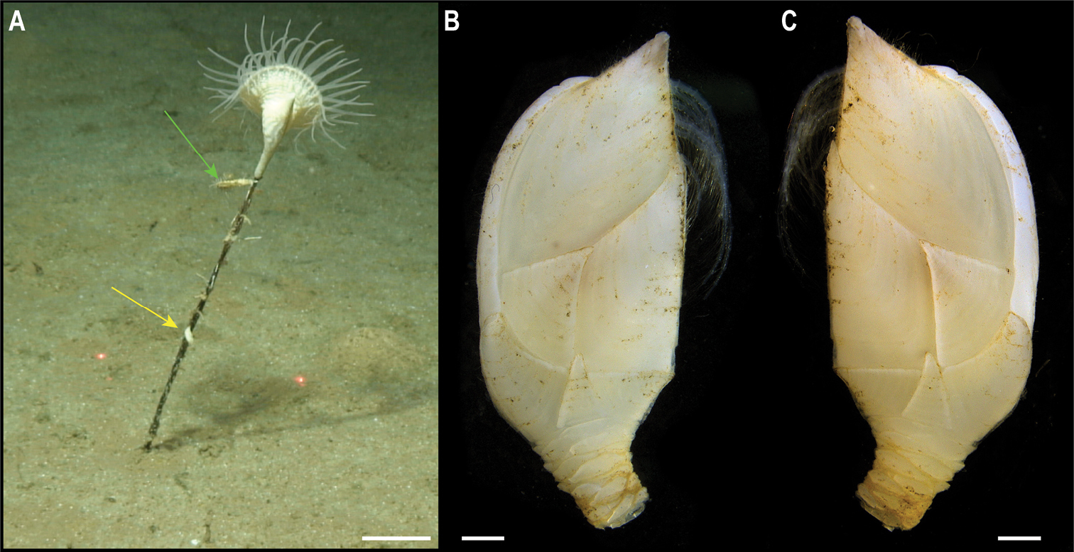 На дне Тихого океана нашли почти 40 новых видов животных: как они выглядят (фото)
