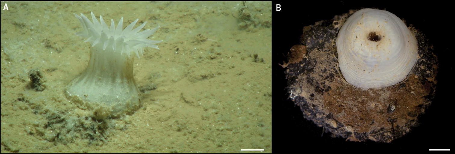 На дне Тихого океана нашли почти 40 новых видов животных: как они выглядят (фото)