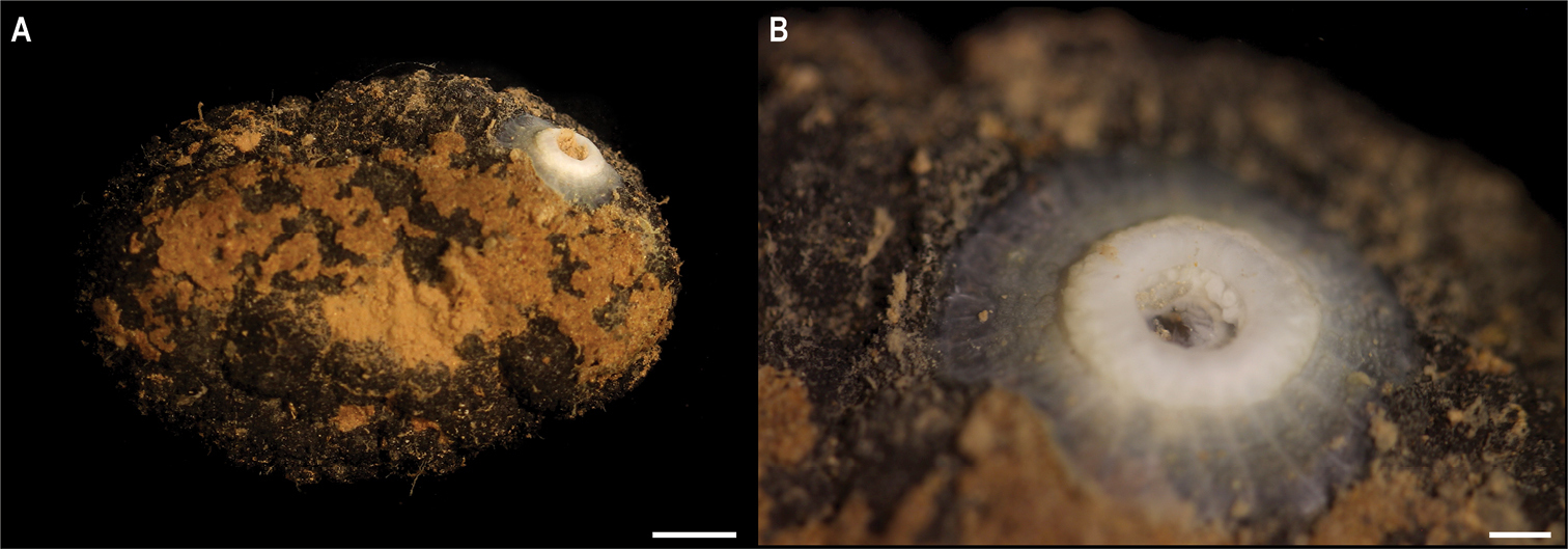 На дне Тихого океана нашли почти 40 новых видов животных: как они выглядят (фото)