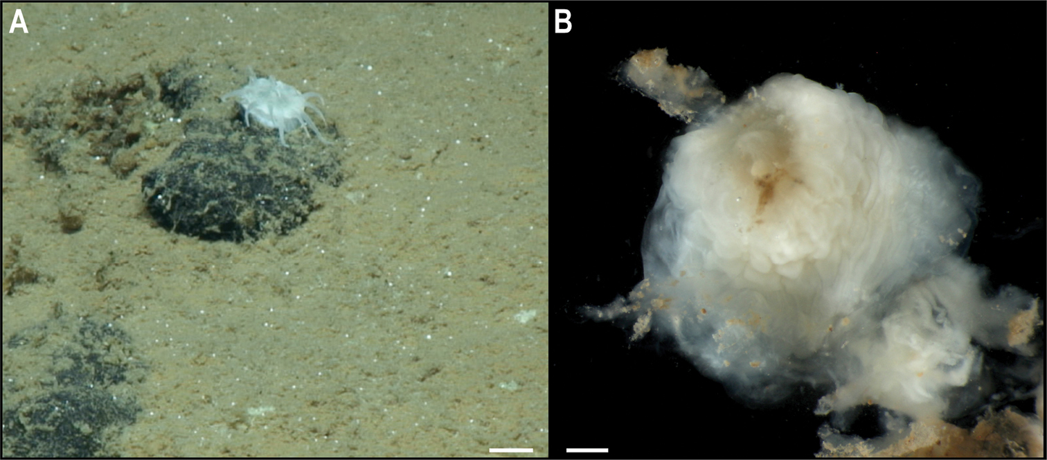 На дне Тихого океана нашли почти 40 новых видов животных: как они выглядят (фото)