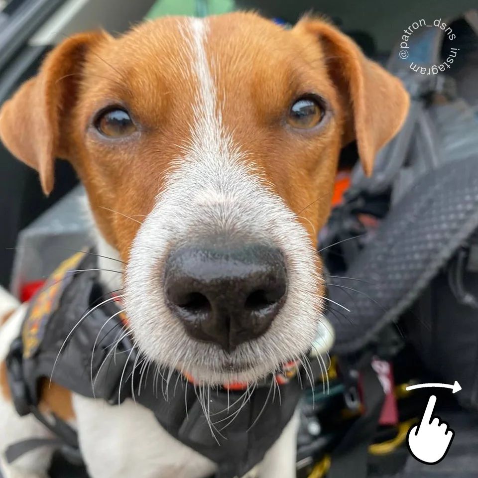 Пес Патрон став першим собакою в історії з титулом "Пес Доброї Волі" від UNICEF