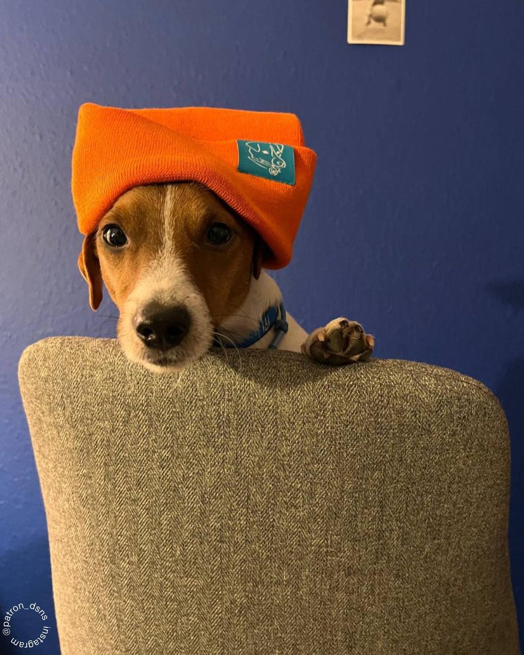 Пес Патрон став першим собакою в історії з титулом "Пес Доброї Волі" від UNICEF