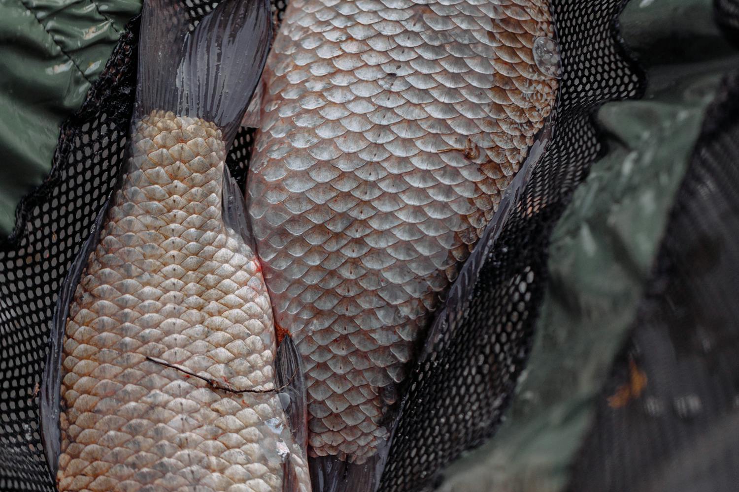 Рибалка в дощ: поради і нюанси, які дозволять зловити багато риби