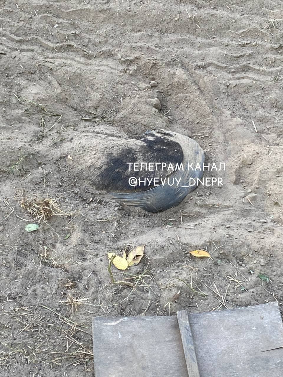 В Днепре разрушили кладбище для домашних животных: части тел выглядывают из земли (фото)