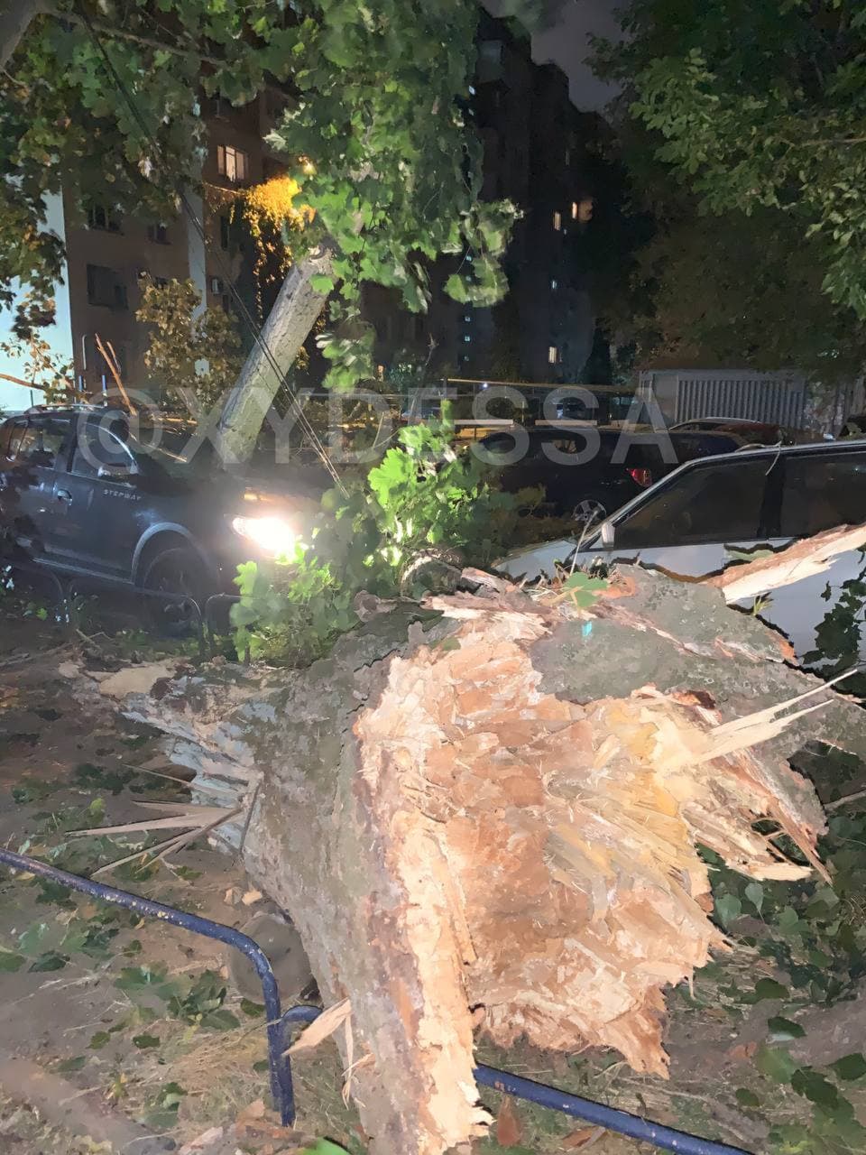 В Одессе дерево упало на припаркованные машины и раздавило семь авто (фото)
