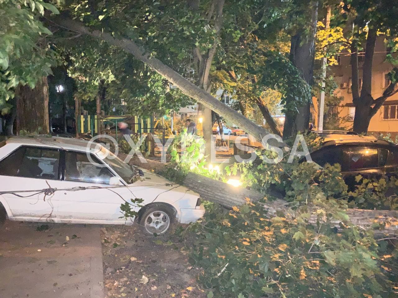 В Одессе дерево упало на припаркованные машины и раздавило семь авто (фото)