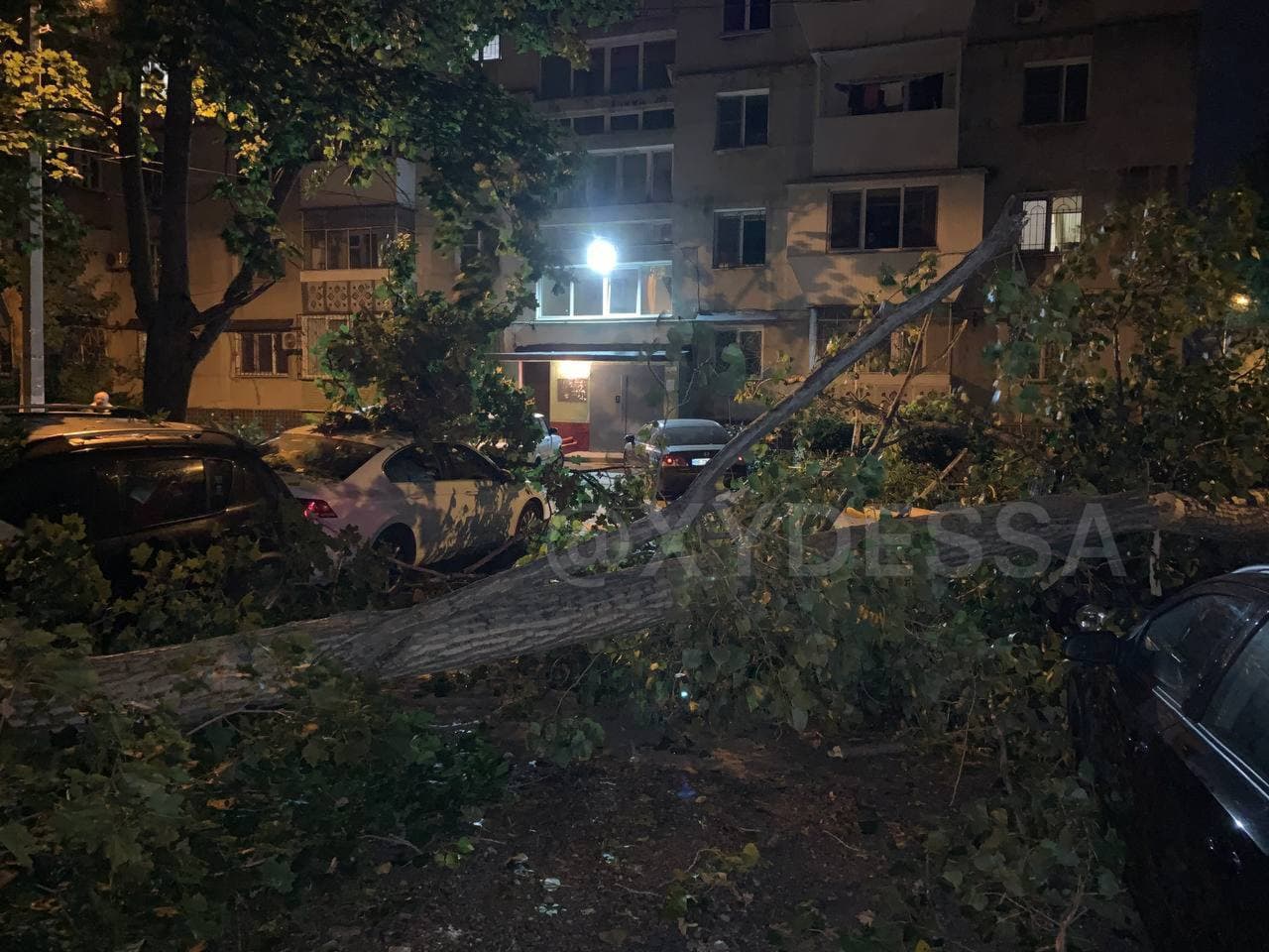 В Одессе дерево упало на припаркованные машины и раздавило семь авто (фото)