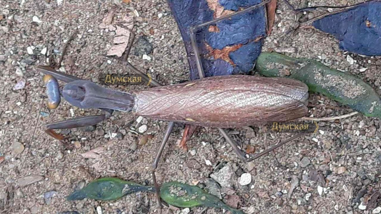 В парке Одессы нашли редкое насекомое из Закавказья (фото)