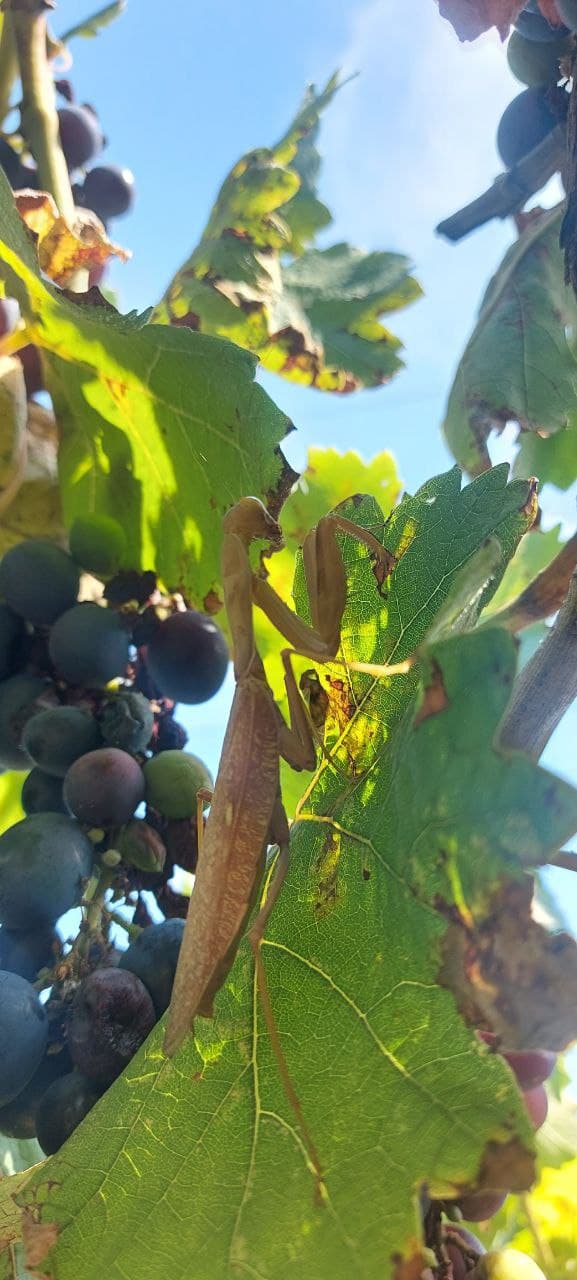 В парке Одессы нашли редкое насекомое из Закавказья (фото)