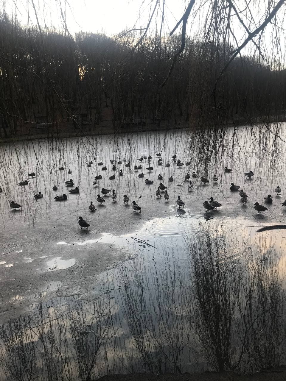 В Киеве активизировались бесстрашные родители: они пускают на лед детей в +7 (фото)