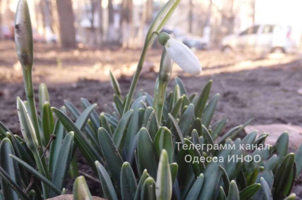 В Одессе в январе распустились подснежники: фото цветущей аномалии