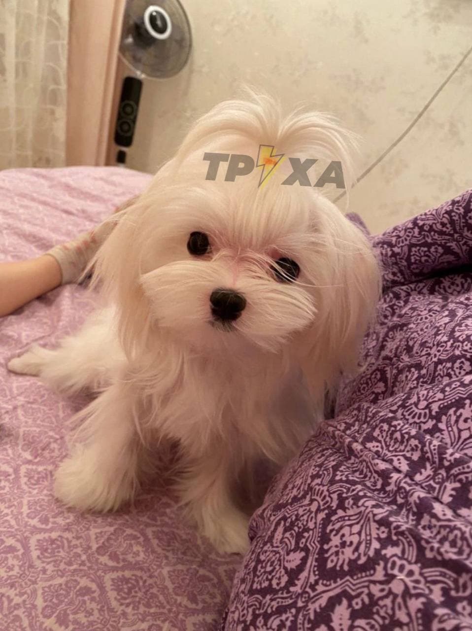 В Украине появился новый вид мошенничества, связанный с животными: как работает схема