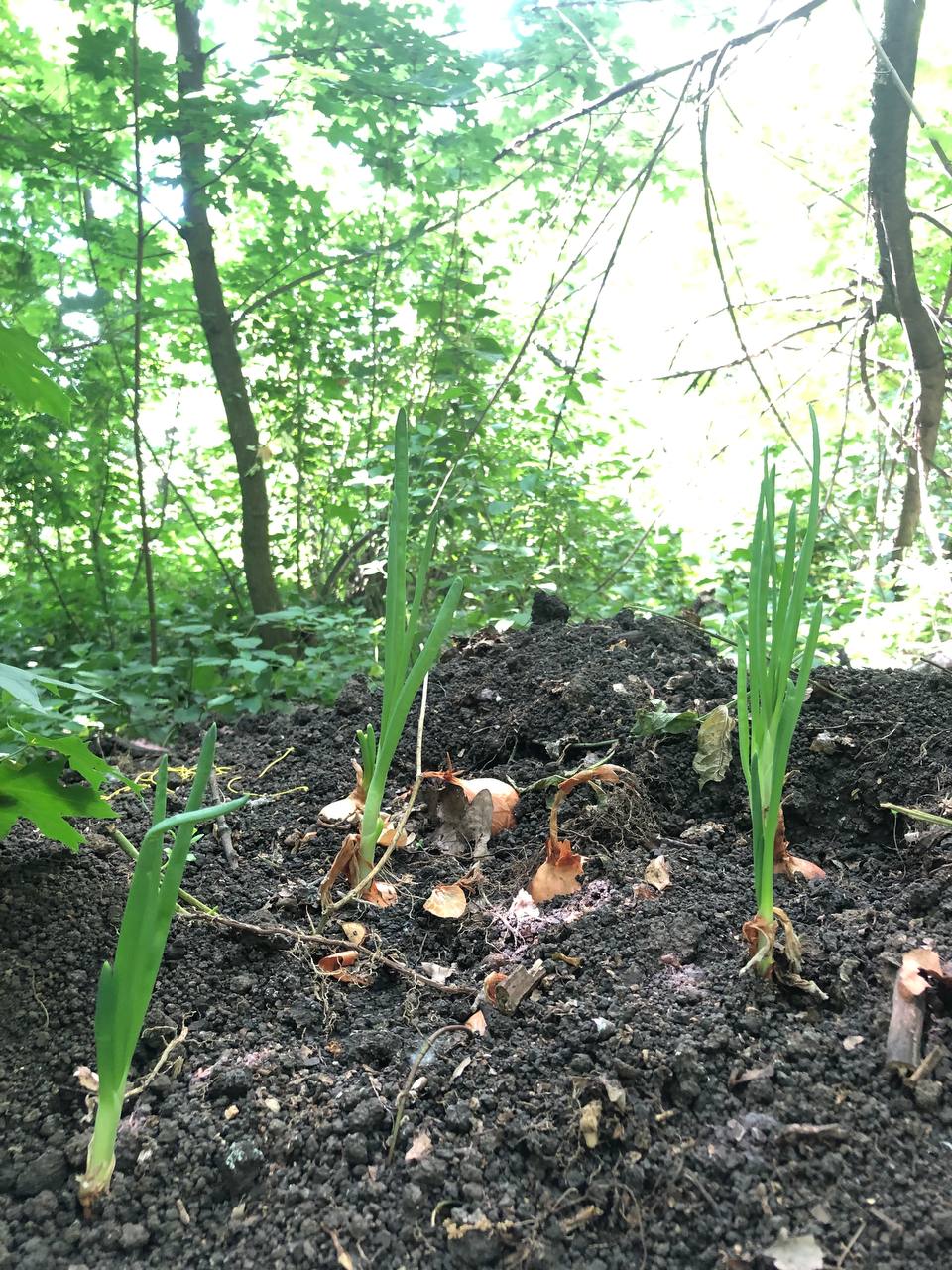 Дай украинцу землю - он будет сажать: парамедик вырастил на фронте лук и поделился фото