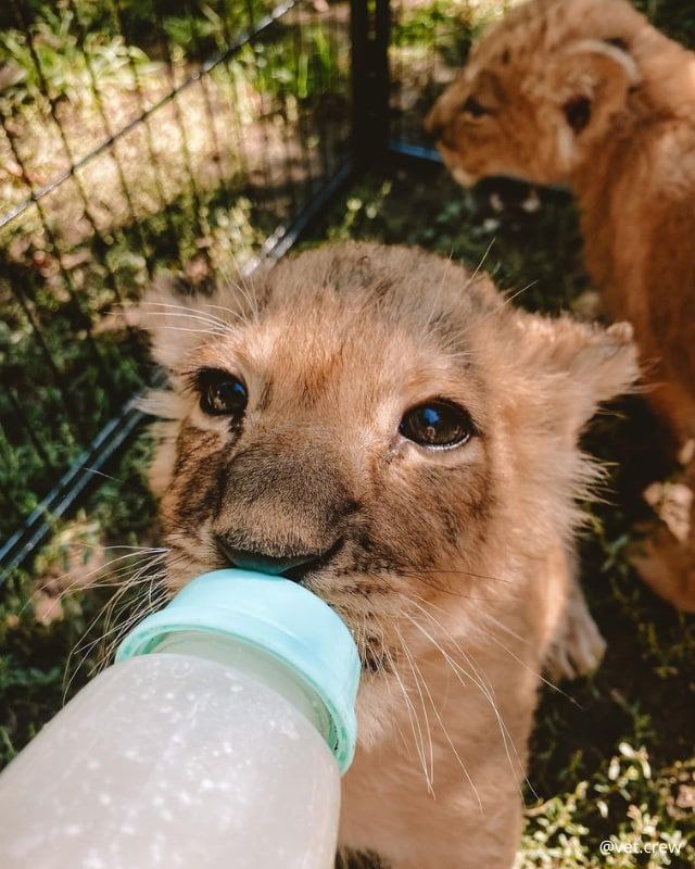Четырех спасенных из Украины львят перевезли в заповедник США: невероятные фото малышей