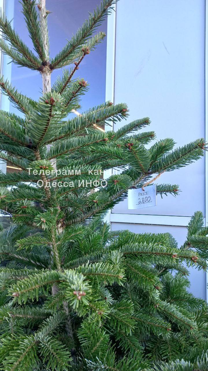 В Одесі почали продавати ялинки за космічними цінами (фото)