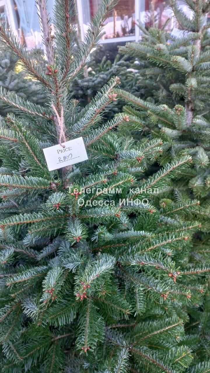 В Одесі почали продавати ялинки за космічними цінами (фото)
