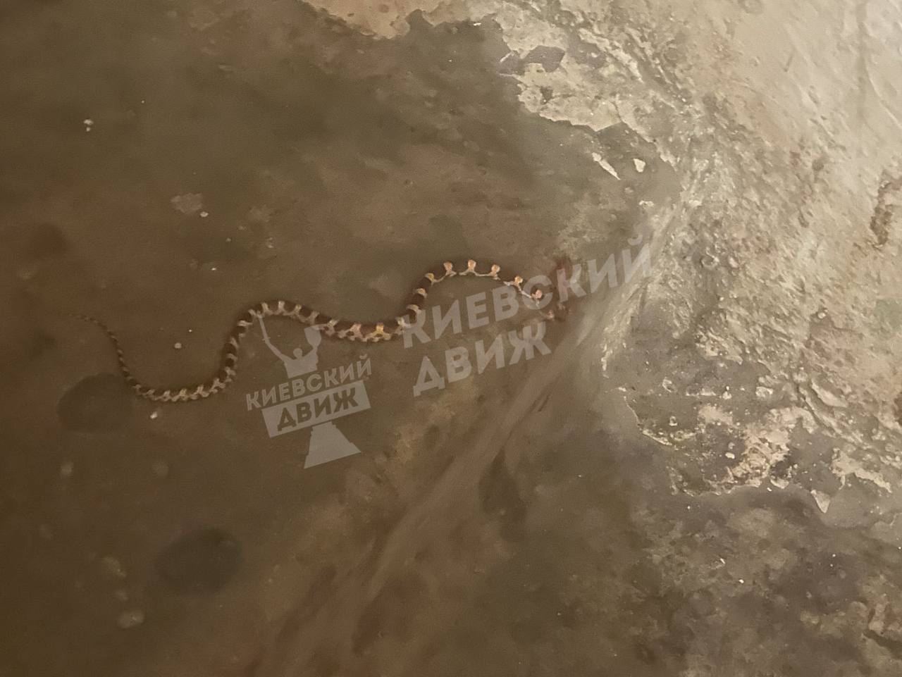 У Києві в під’їзд будинку заповзала змія: відео неочікуваної знахідки