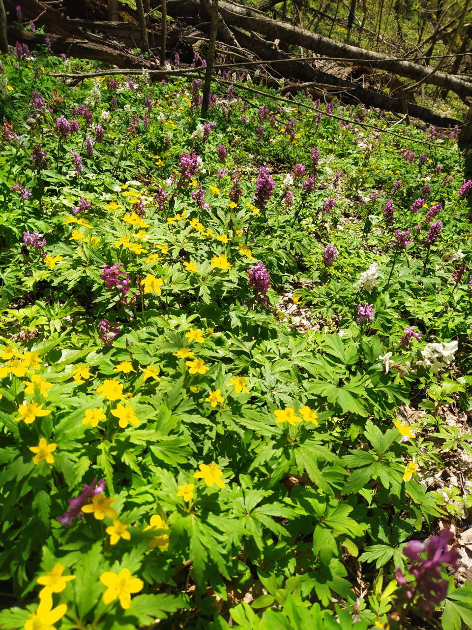 Лише раз на рік. Де побачити найкрасивіший розлив Десни навесні: путівник