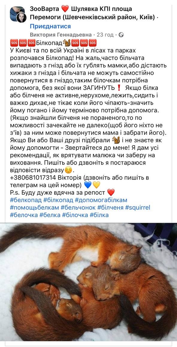 В Україні почався білкопад. Людей просять рятувати тваринок