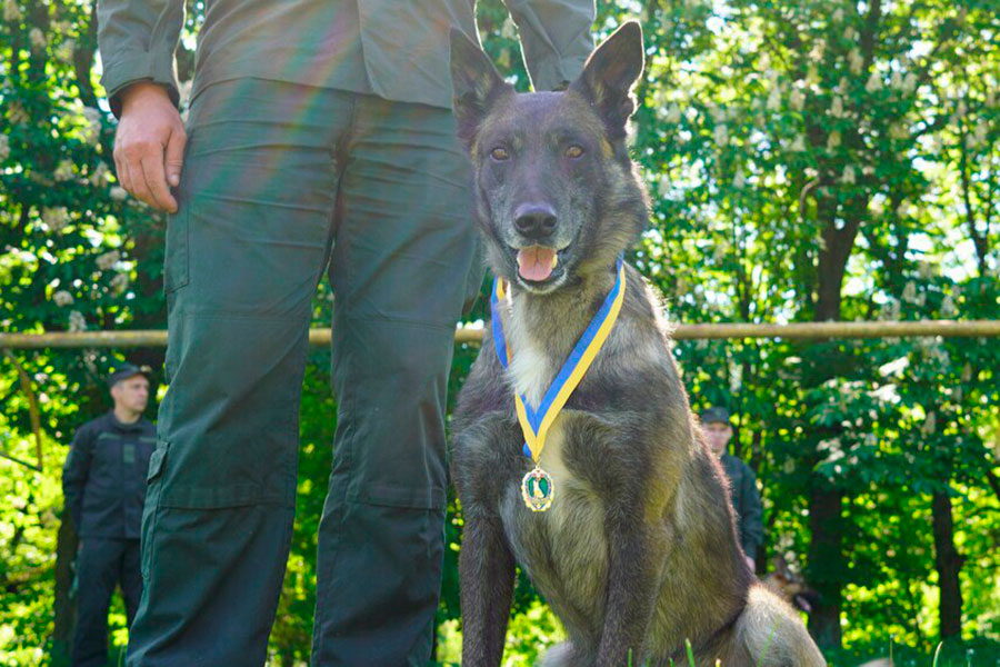 "Більше, ніж просто друг". Історія службового собаки з Маріуполя, який знайшов понад 1 000 боєприпасів (фото)