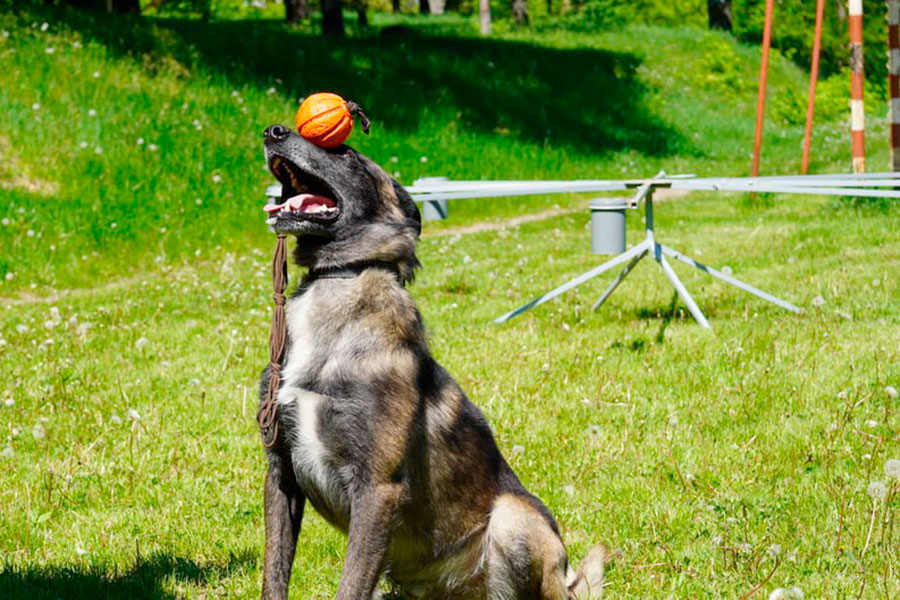 "Більше, ніж просто друг". Історія службового собаки з Маріуполя, який знайшов понад 1 000 боєприпасів (фото)