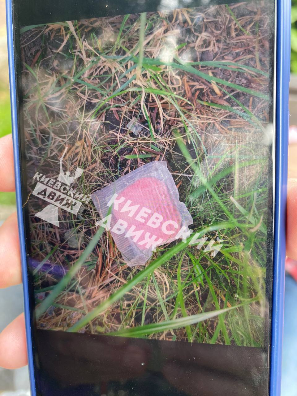 На вулицях Києва труять щурів: що потрібно знати власникам собак