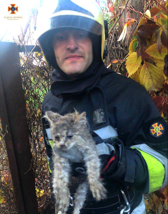 "Плакав" і був дуже переляканий: під Києвом врятували кошеня з "залізної пастки"