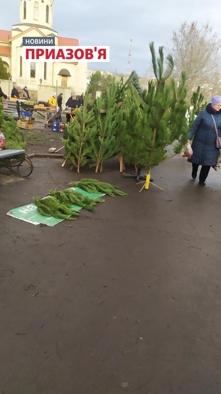 Скільки коштують ялинки в окупованому Бердянську: ціни з фото