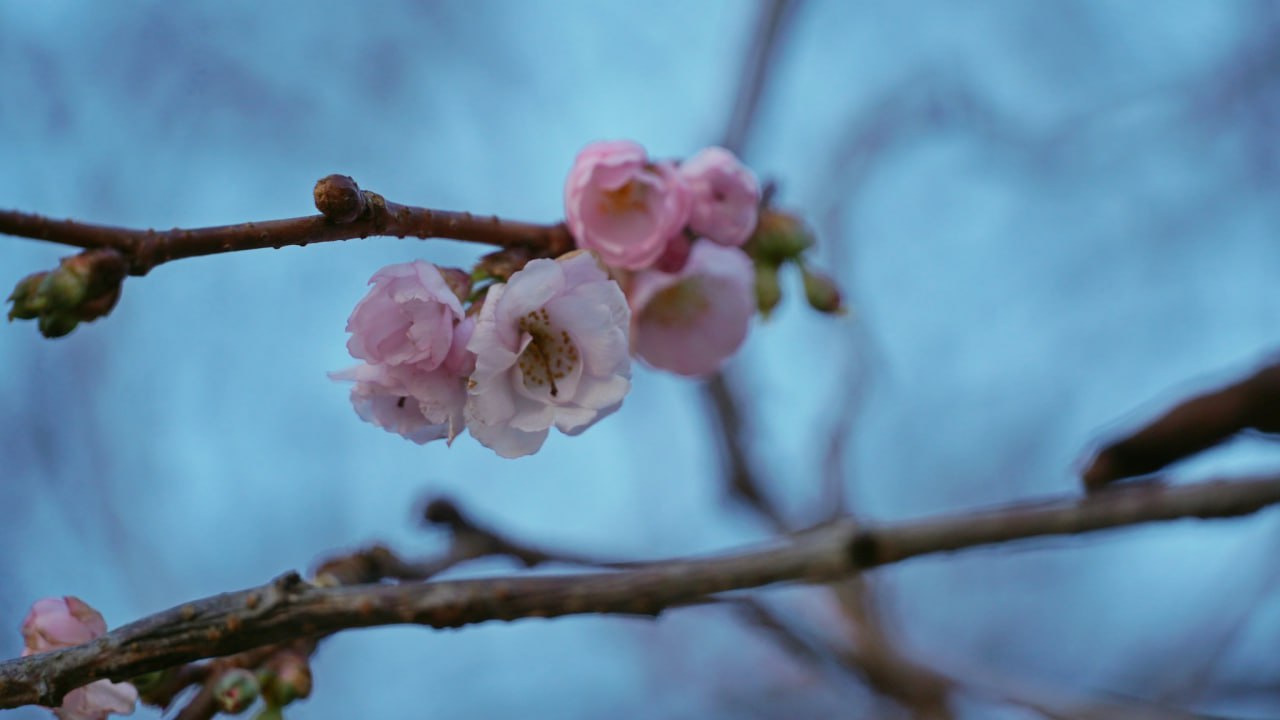 Поки в країні морози. В Мукачево розквітла "шалена" сакура (фото)