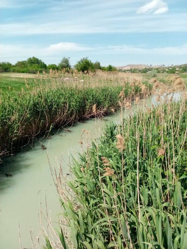 У Маріуполі екологічний колапс: у міському парку утворилася "річка" з каналізаційних стоків (фото)