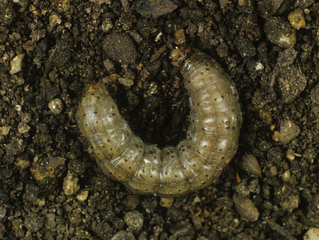 У Харківській області городи "атакують" шкідники: як боротися та вберегти рослини