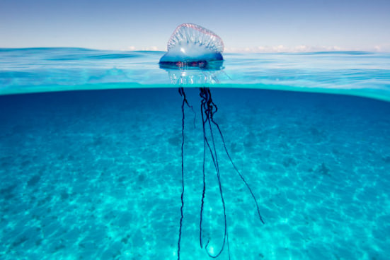 Смертоносные существа, похожие на медуз, могут заполонить популярные пляжи: вот как они выглядят